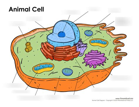 cell functions quizlet|quizlet cell parts and functions.